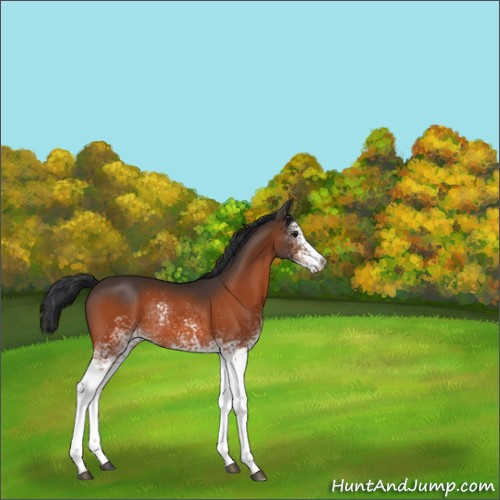 Horse Color:White Spotted Brown Rabicano 