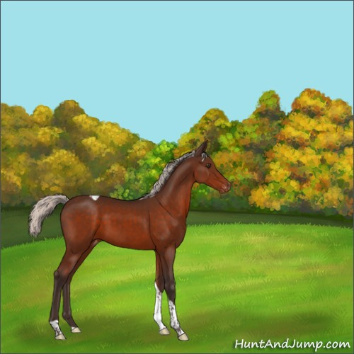 Horse Color:Silver Brown Tobiano Appaloosa Rabicano 