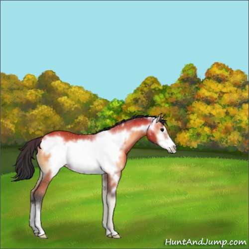 Horse Color:Bay Onyx Frame 