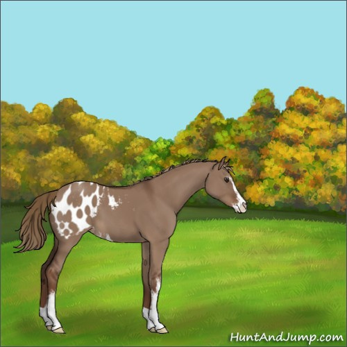 Horse Color:Liver Red Dun Sabino Appaloosa 