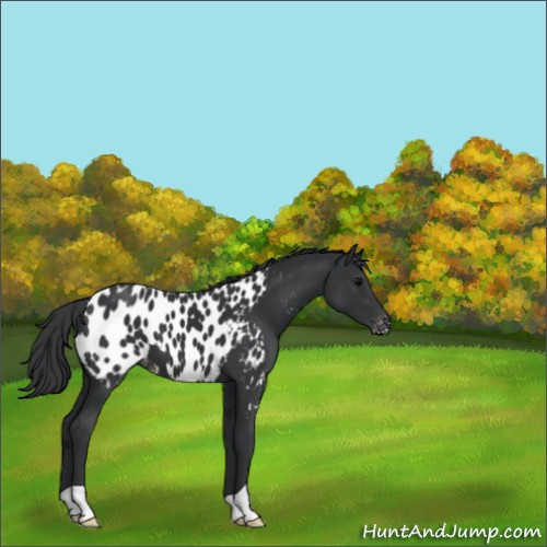 Horse Color:Black Appaloosa 