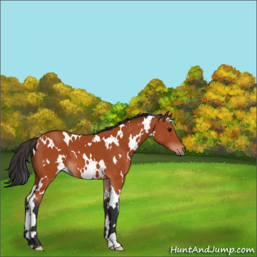 Horse Color:White Spotted Bay 