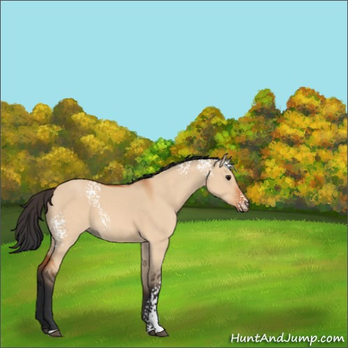 Horse Color:White Spotted Bay Dun 