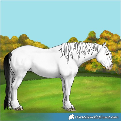 Horse Color:White Spotted Grullo Rabicano 