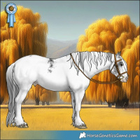Horse Color:White Spotted Black Rabicano 