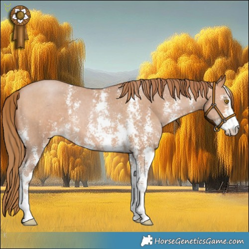 Horse Color:Bay Pearl Sabino 