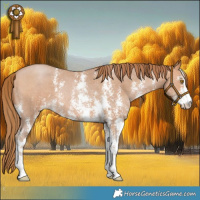 Horse Color:Bay Pearl Sabino 
