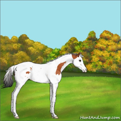 Horse Color:Bay Splash Tobiano