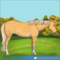 Horse Color:Palomino 