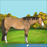 Horse Color:Buckskin 