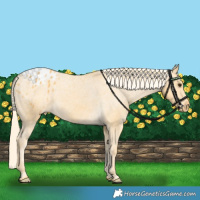 Horse Color:Palomino Appaloosa 