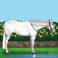 Horse Color:Palomino Varnish 