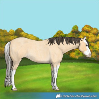 Horse Color:Buckskin Roan Splash