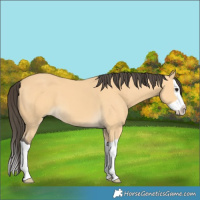 Horse Color:Buckskin Splash 