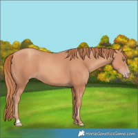Horse Color:Gold Champagne 