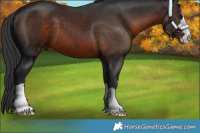 Horse Color:Brown 