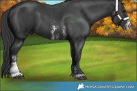 Horse Color:Black Sabino 