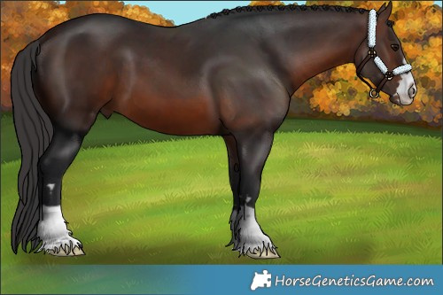 Horse Color:Brown 