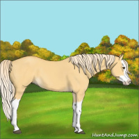 Horse Color:Palomino Dun Splash 