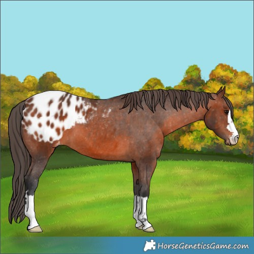 Horse Color:Brown Appaloosa