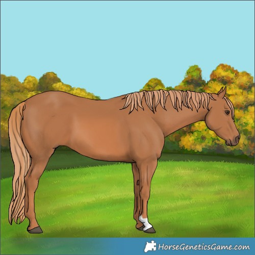 Horse Color:Chestnut 