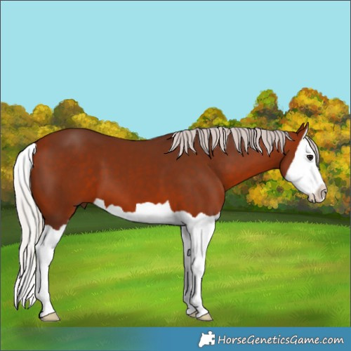 Horse Color:Silver Bay Splash 