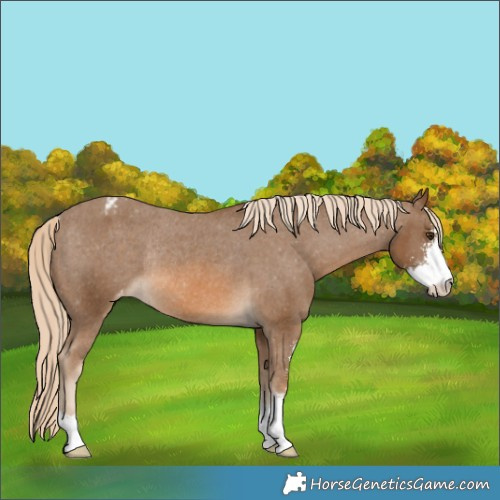 Horse Color:Chocolate Palomino Sabino Appaloosa Rabicano 