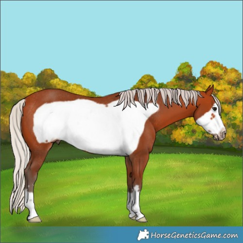 Horse Color:Silver Bay Frame Rabicano 