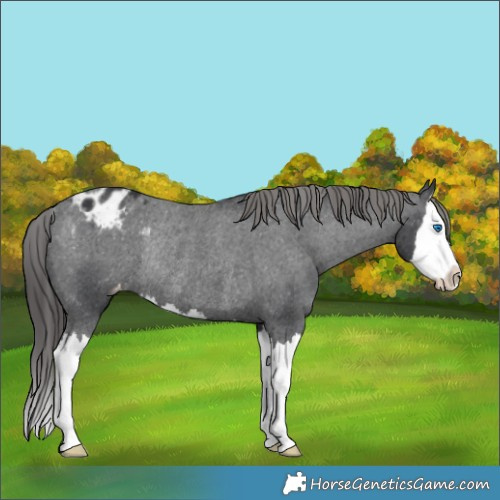 Horse Color:Black Splash Appaloosa Rabicano 