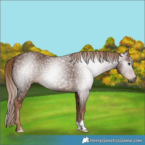 Horse Color:Gray Chestnut