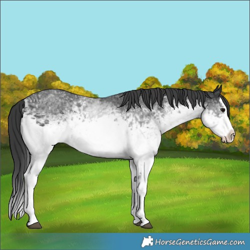 Horse Color:White Spotted Black Splash Rabicano 