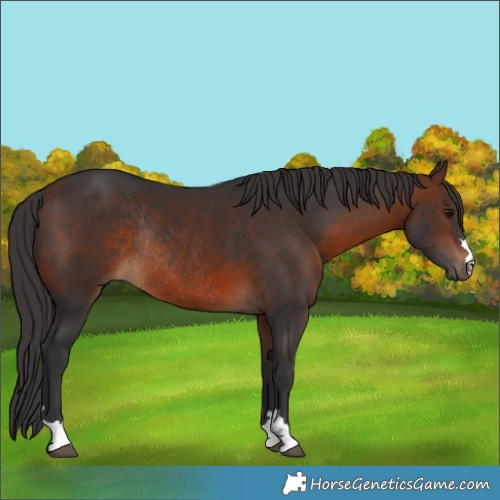 Horse Color:Brown Rabicano