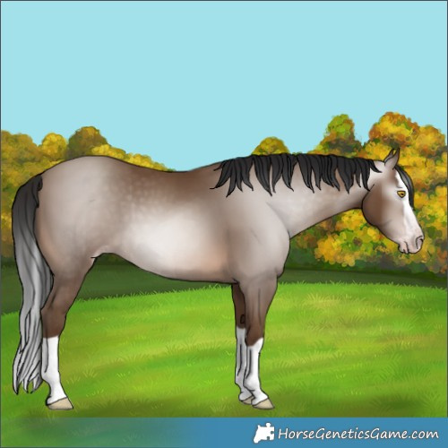 Horse Color:Gray Sable Champagne Splash 