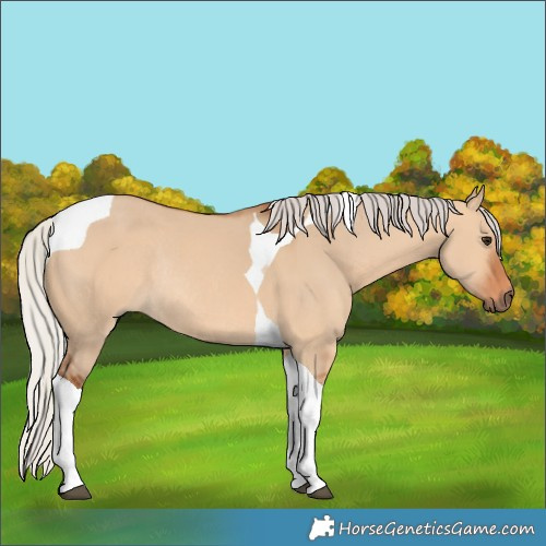 Horse Color:Silver Bay Dun Tobiano Rabicano 