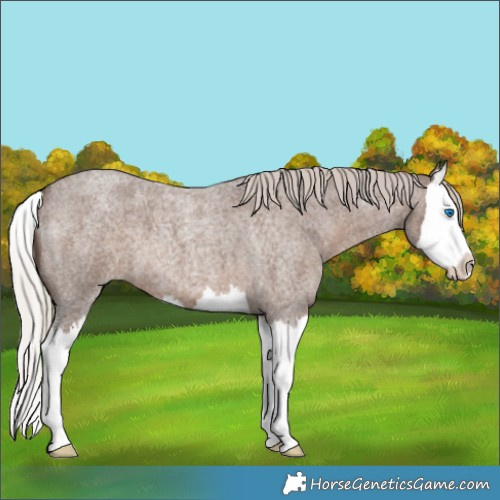 Horse Color:Silver Blue Roan Splash 
