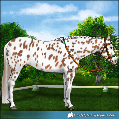 Horse Color:Bay Appaloosa 