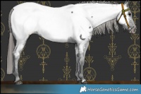Horse Color:Black Near Fewspot 