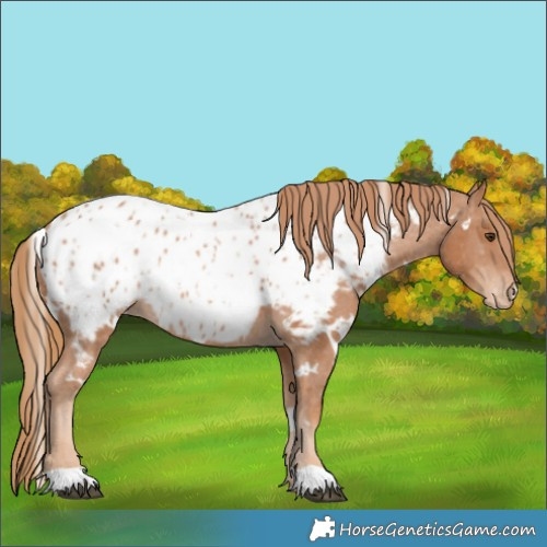 Horse Color:White Spotted Chestnut Appaloosa