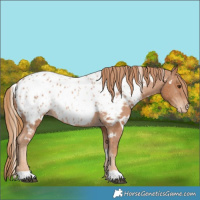 Horse Color:White Spotted Chestnut Appaloosa