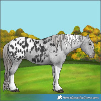 Horse Color:Black Tobiano Appaloosa 