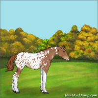 Horse Color:White Spotted Chestnut Tobiano Appaloosa 