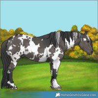 Horse Color:White Spotted Black 
