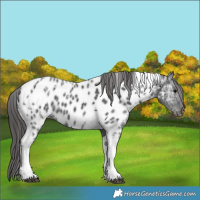 Horse Color:Black Ice Tobiano Appaloosa 