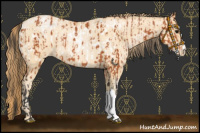 Horse Color:Bay Appaloosa  and Buckskin Pearl 