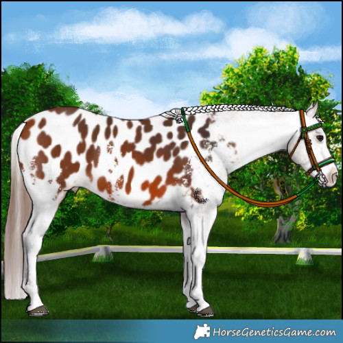 Horse Color:Bay Sabino Appaloosa 