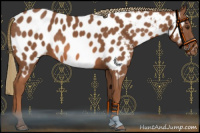 Horse Color:Chestnut Near Leopard 