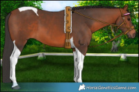 Horse Color:Bay Tobiano 