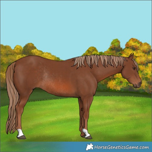 Horse Color:Chestnut Rabicano