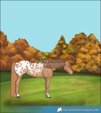 Horse Color:Chestnut Appaloosa Rabicano 