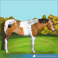 Horse Color:Gray Buckskin Tobiano Appaloosa Rabicano 